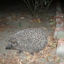 Наталья Иванова