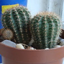 Марина Ещиганова